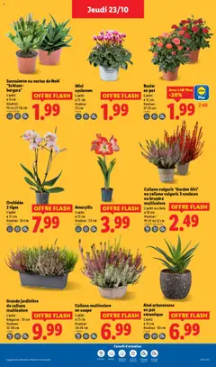 LIDL - Prévisualisation de Rosier en pot, L'unité Ø 12 cm Hauteur : 27-33 cm valide à partir de 23.10.2025 | Page: 27