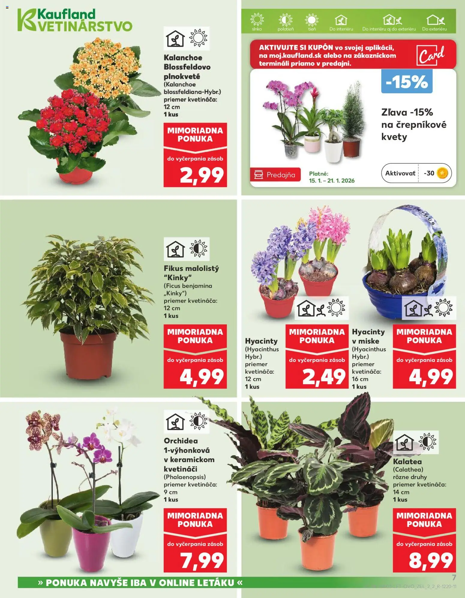Nové Kaufland akcie – leták je platný od 15.01.2026 | Strana: 7 | Produkty: Kvety, Orchidea
