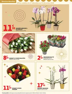 Auchan - Prévisualisation de Auchan prospectus valide à partir de 26.12.2025 | Page: 6 | Produits: Rosier, Mini rosier, Orchidée, Tulipes