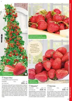 Náhled letáku Starkl katalog podzim 2025 od 01.08.2025 | Strana: 13