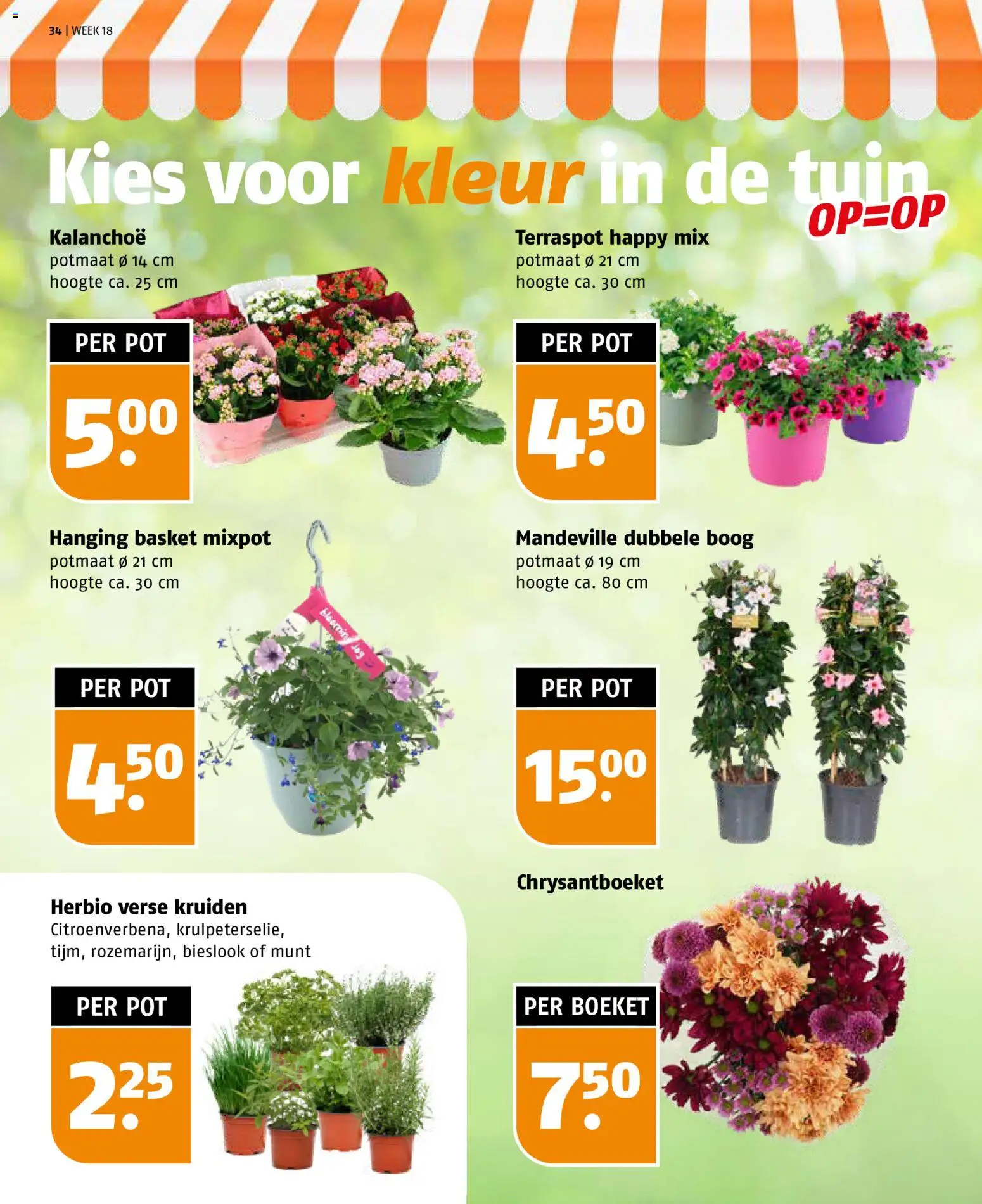 {H1} | Pagina: 34 | Producten: Munt, Pot