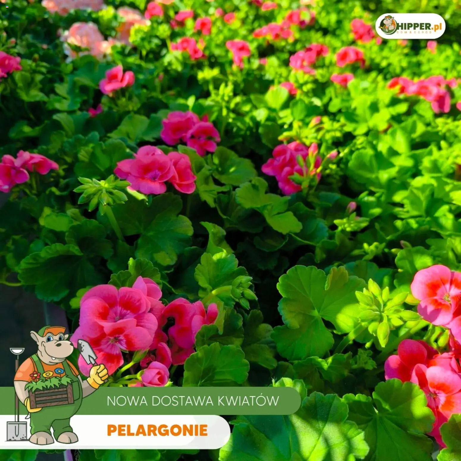 Hipper gazetka od 24.04.2026 | Strona: 3