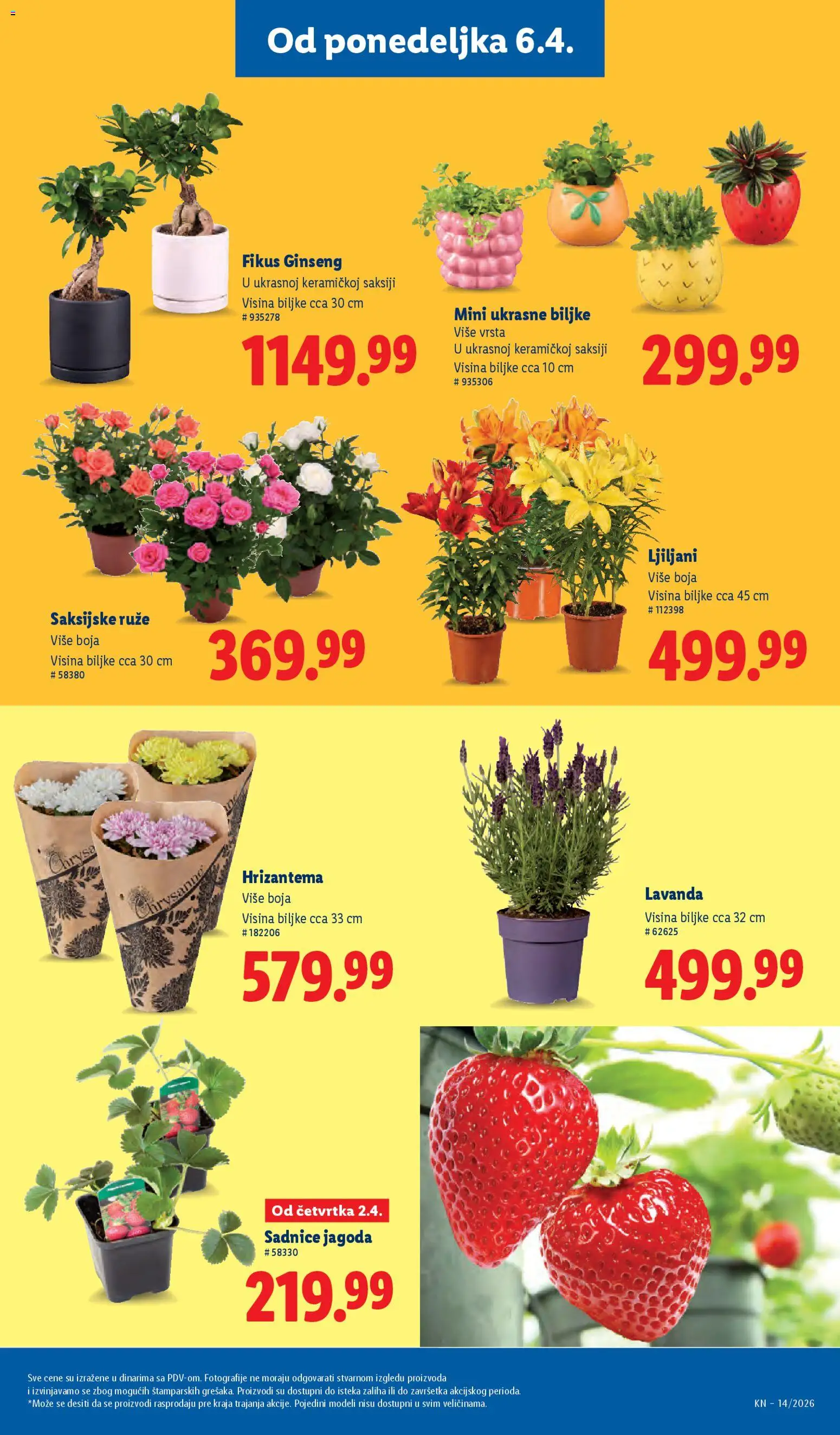 Lidl katalog - važi od 02.04.2026 | Strana: 63 | Proizvode: Jagoda, Hrizantema, Ruze