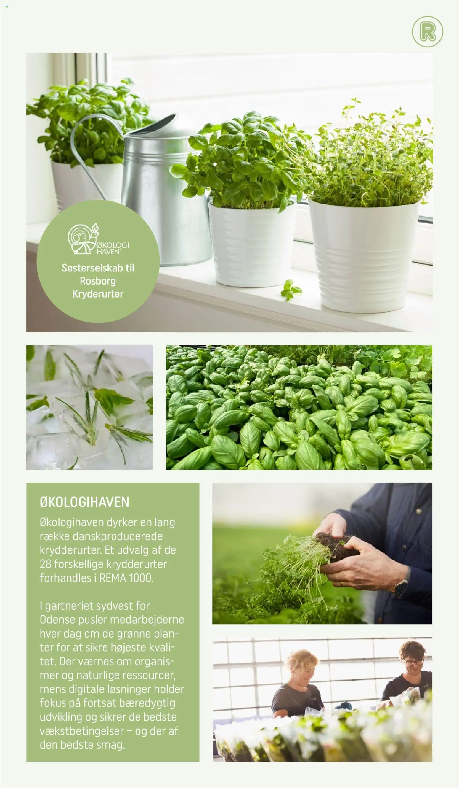 Rema 1000 tilbudsavis – gyldig fra 31.03.2026 | Side: 14