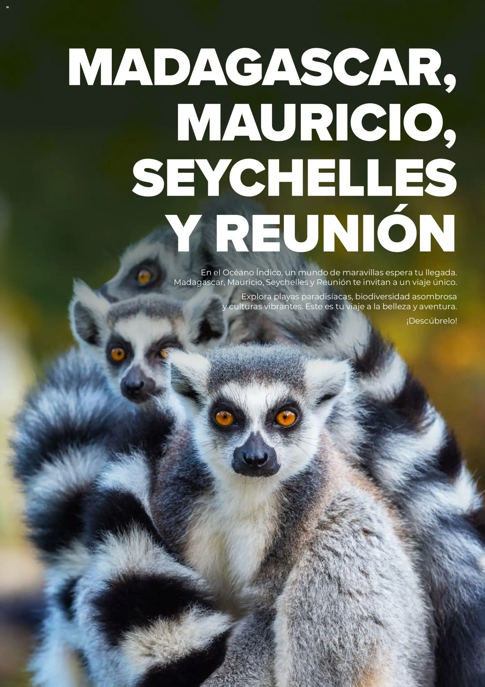 Viajes El Corte Inglés Africa y Oriente Medio │ válido desde el 01.01.2026 | Página: 71 | Productos: Té