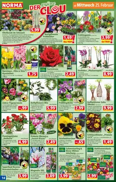 Norma Prospekt 	 ab 23.02.2026 gültig | Seite: 14 | Produkte: Stiefmutterchen, Äpfel, Pfirsich, Nektarine