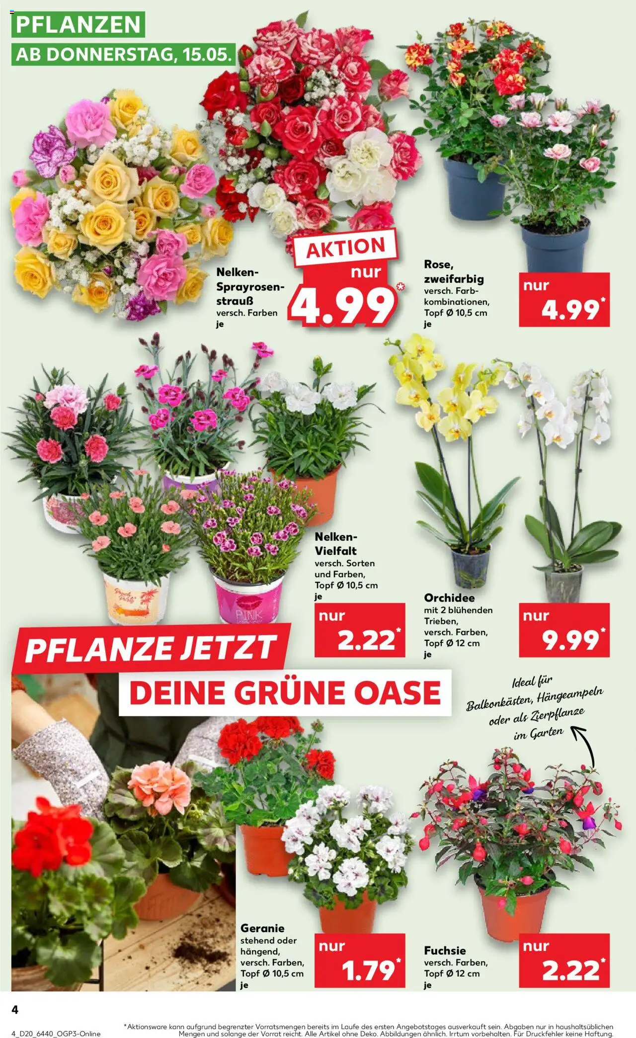Kaufland - Hannover, Bornumer Straße 141 - gültig ab dem 15.05.2025 | Seite: 4 | Produkte: Orchidee