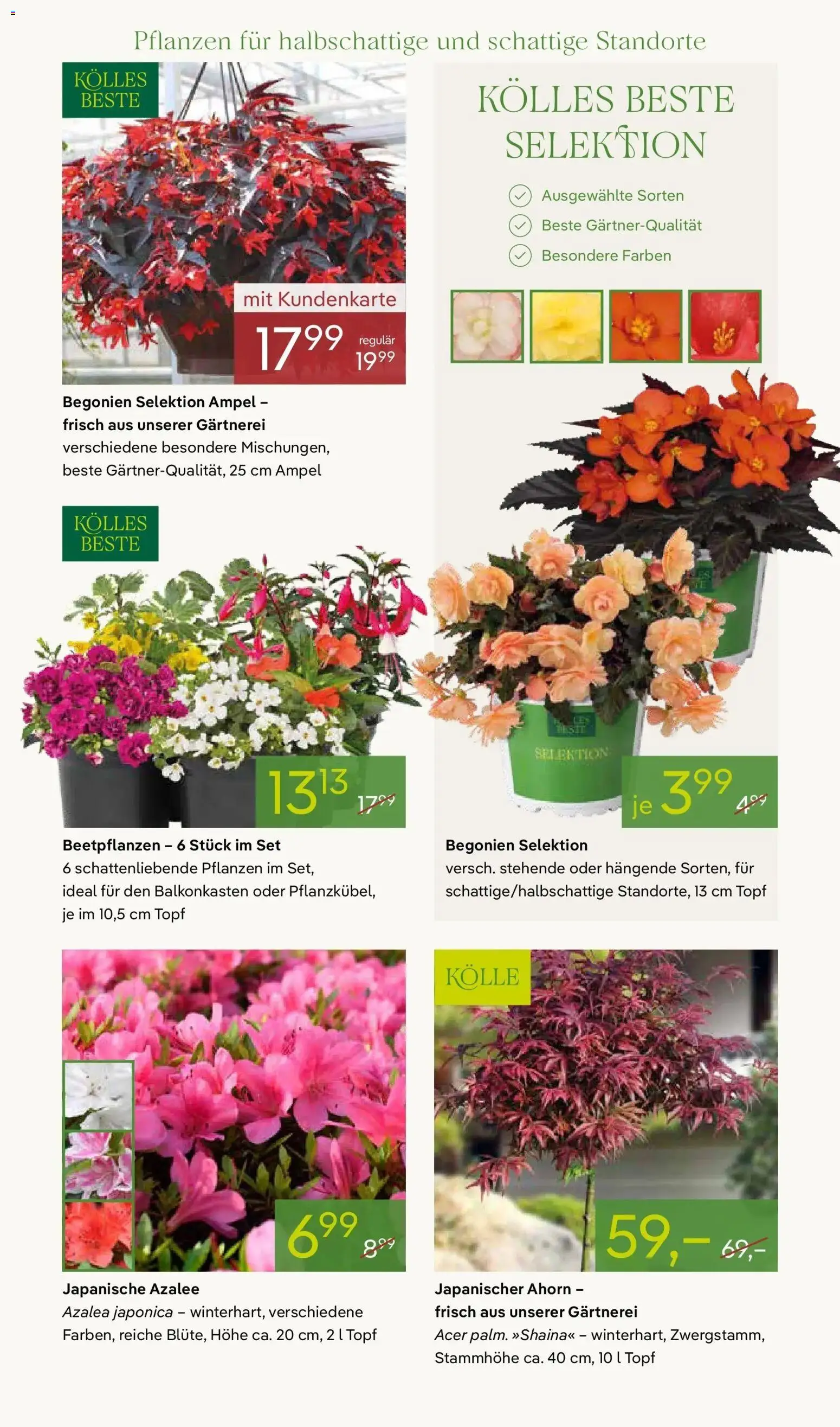 Pflanzen-Kölle Blütenzauber für Zuhause – gültig ab 20.04.2026 | Seite: 7