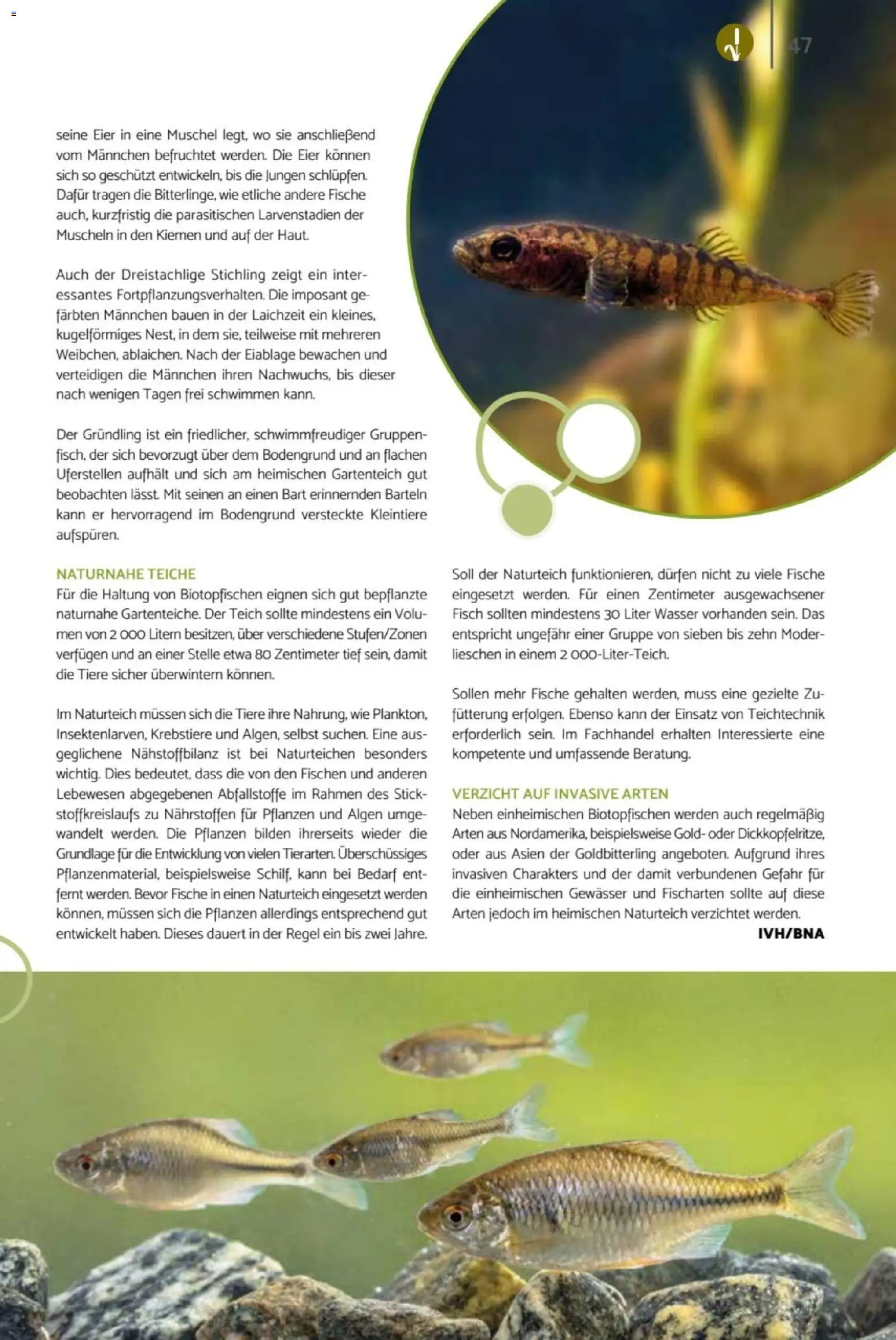 zookauf Heimtier Journal – gültig ab 01.04.2026 | Seite: 47 | Produkte: Eier, Fisch, Wasser