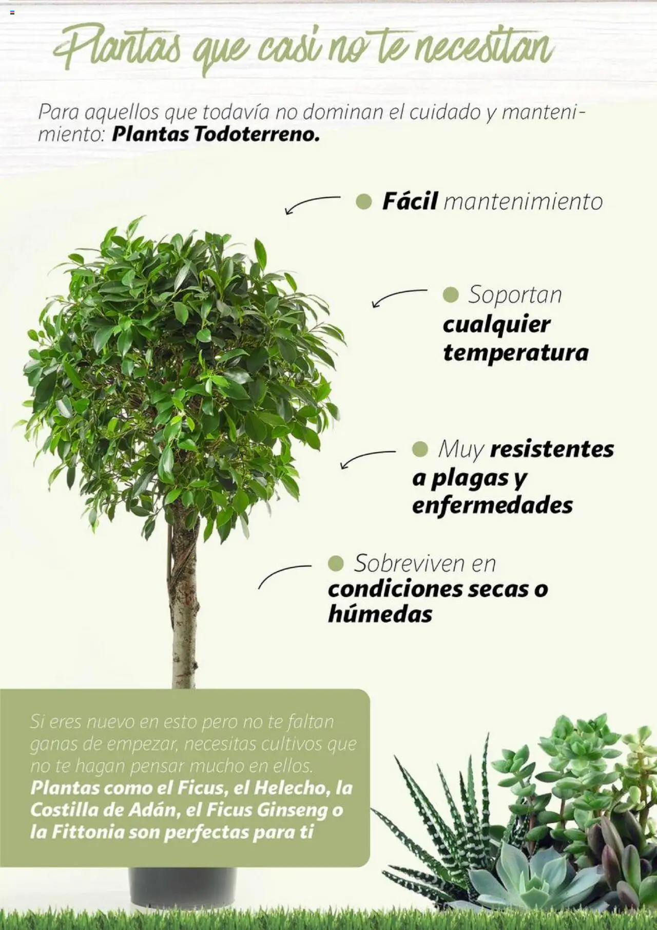Alcampo - Jardín │ válido desde el 11.02.2025 | Página: 20 | Productos: Té
