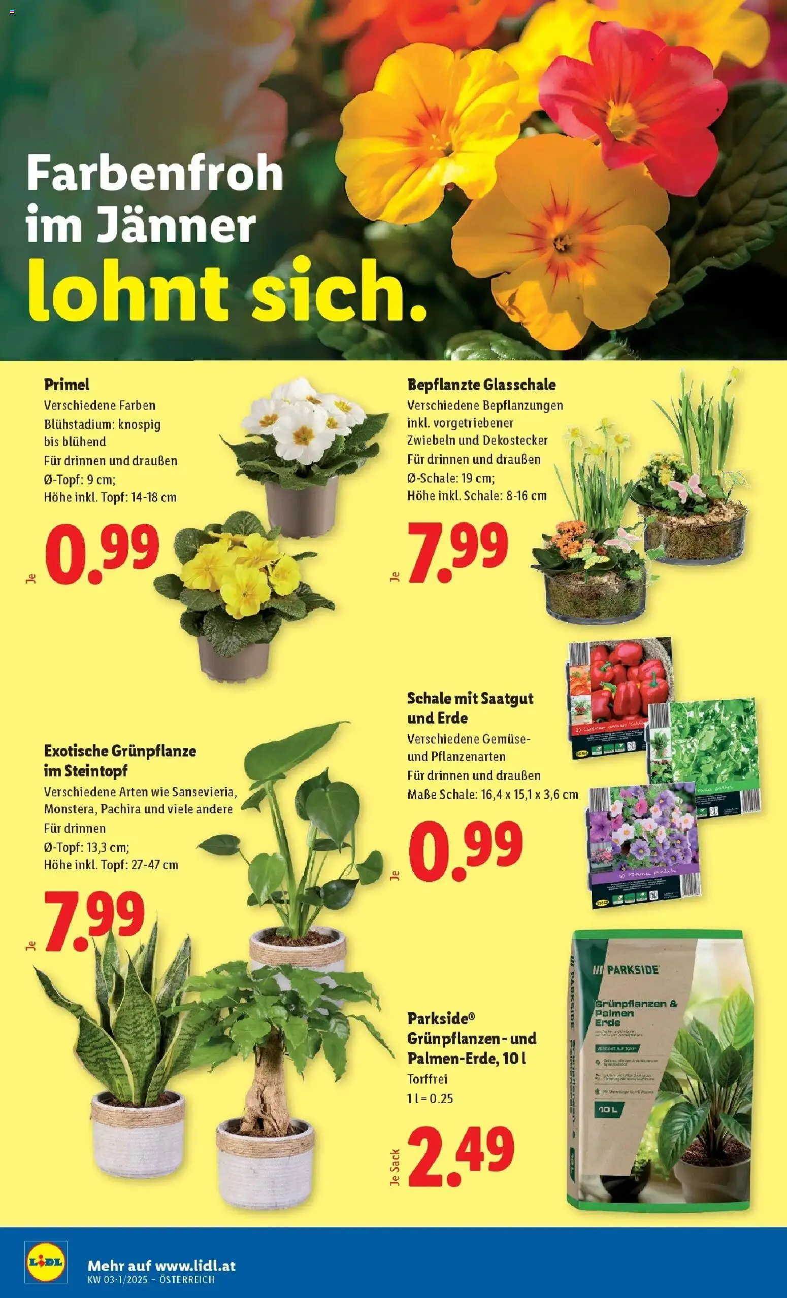 Lidl Flugblatt - Jenbach, Eferding, Dornbirn gültig ab 08.01.2026 | Seite: 28 | Produkte: Zwiebeln, Gemüse