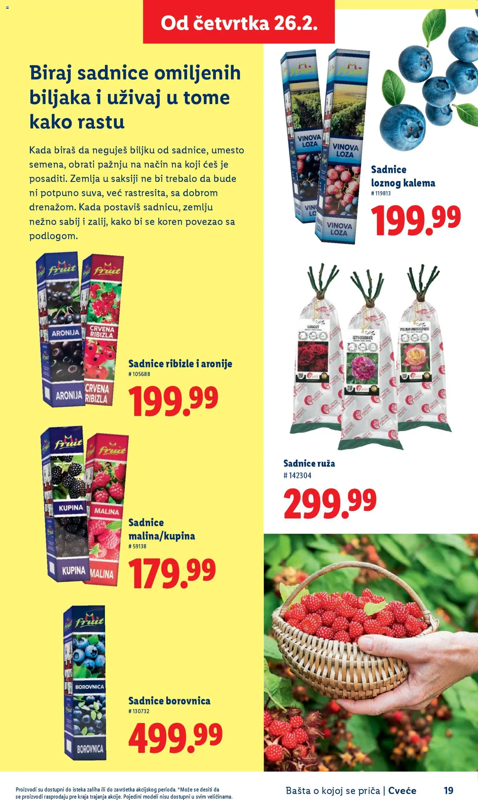 Lidl katalog - važi od 26.02.2026 | Strana: 19 | Proizvode: Zemlja, Kupina, Borovnica, Malina