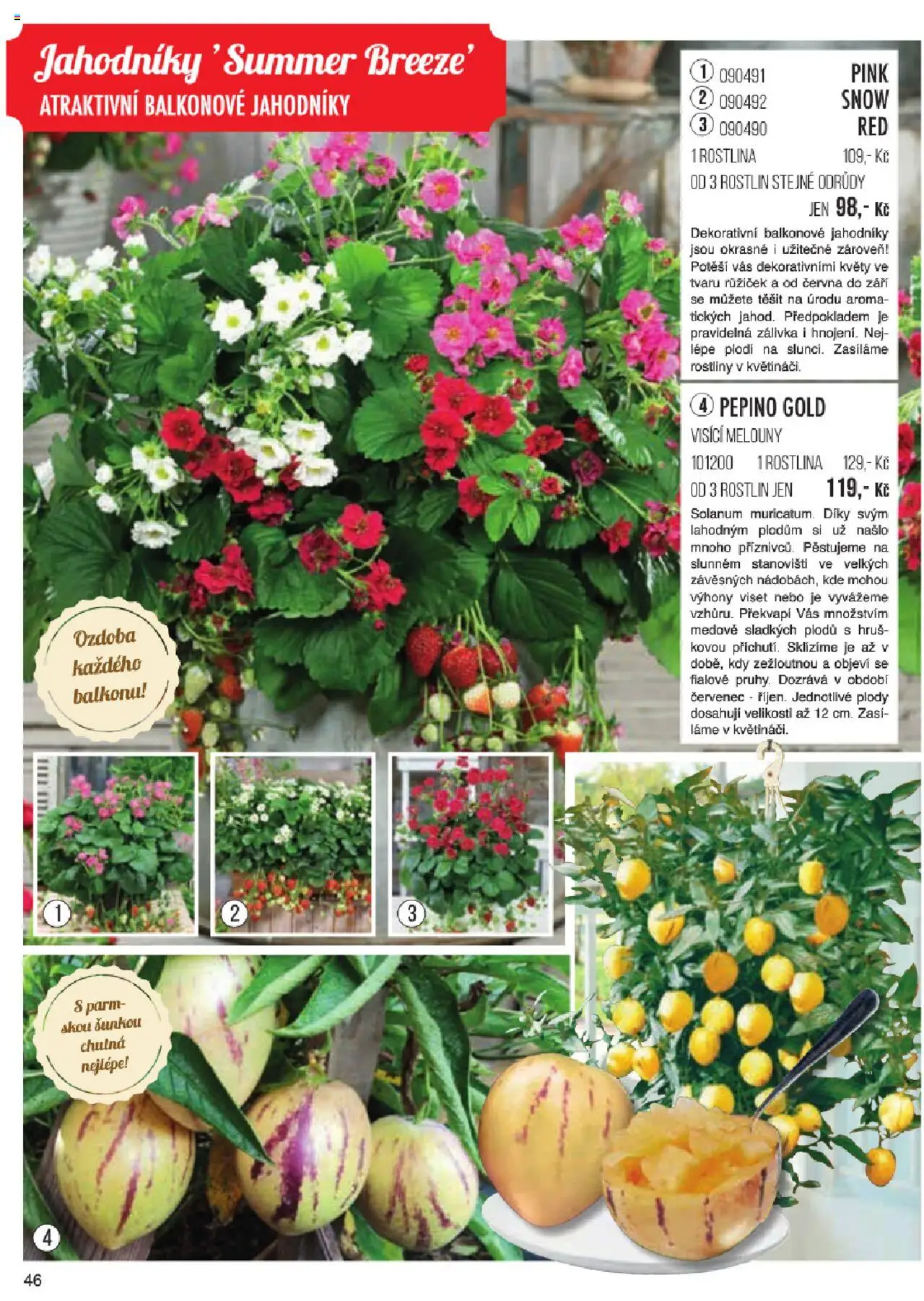 Starkl katalog jaro 2024 od 06.01.2025 | Strana: 46 | Produkty: Melouny, Rostliny