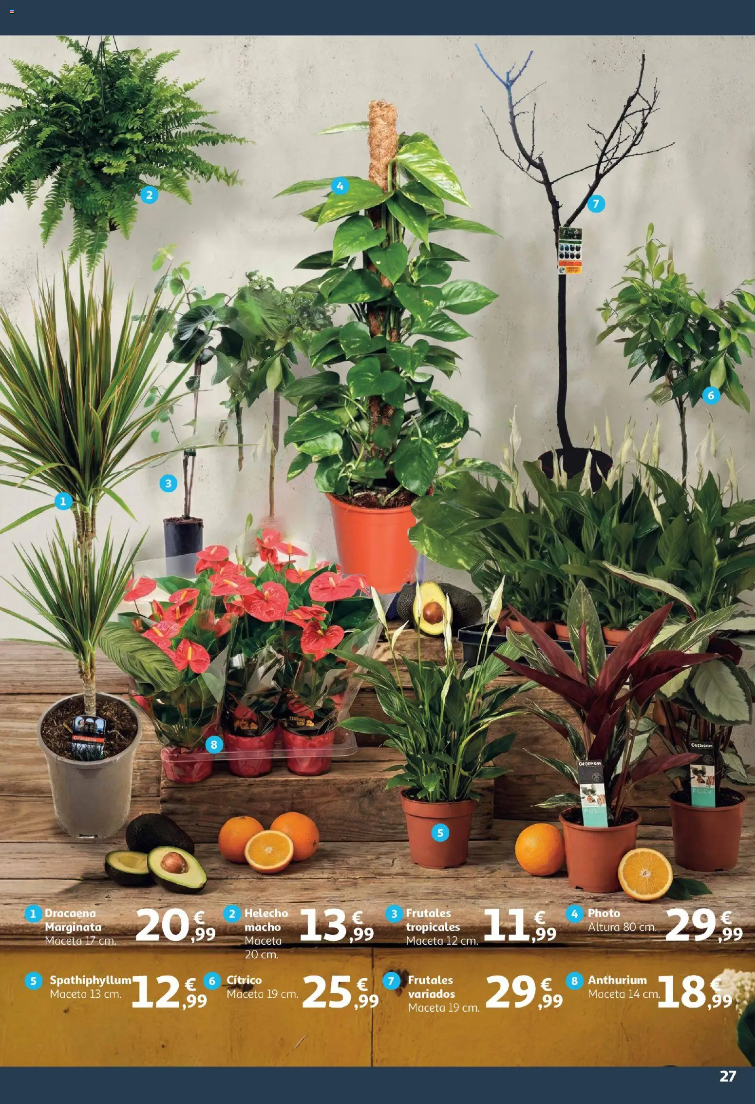 Alcampo -  Canarias │ válido desde el 09.01.2026 | Página: 27 | Productos: Maceta