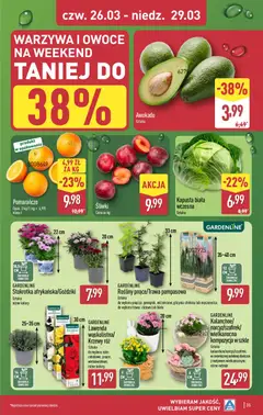 Náhled letáku Aldi Polsko leták od 23.03.2026 | Strana: 35 | Produkty: Kalanchoe, Kapusta