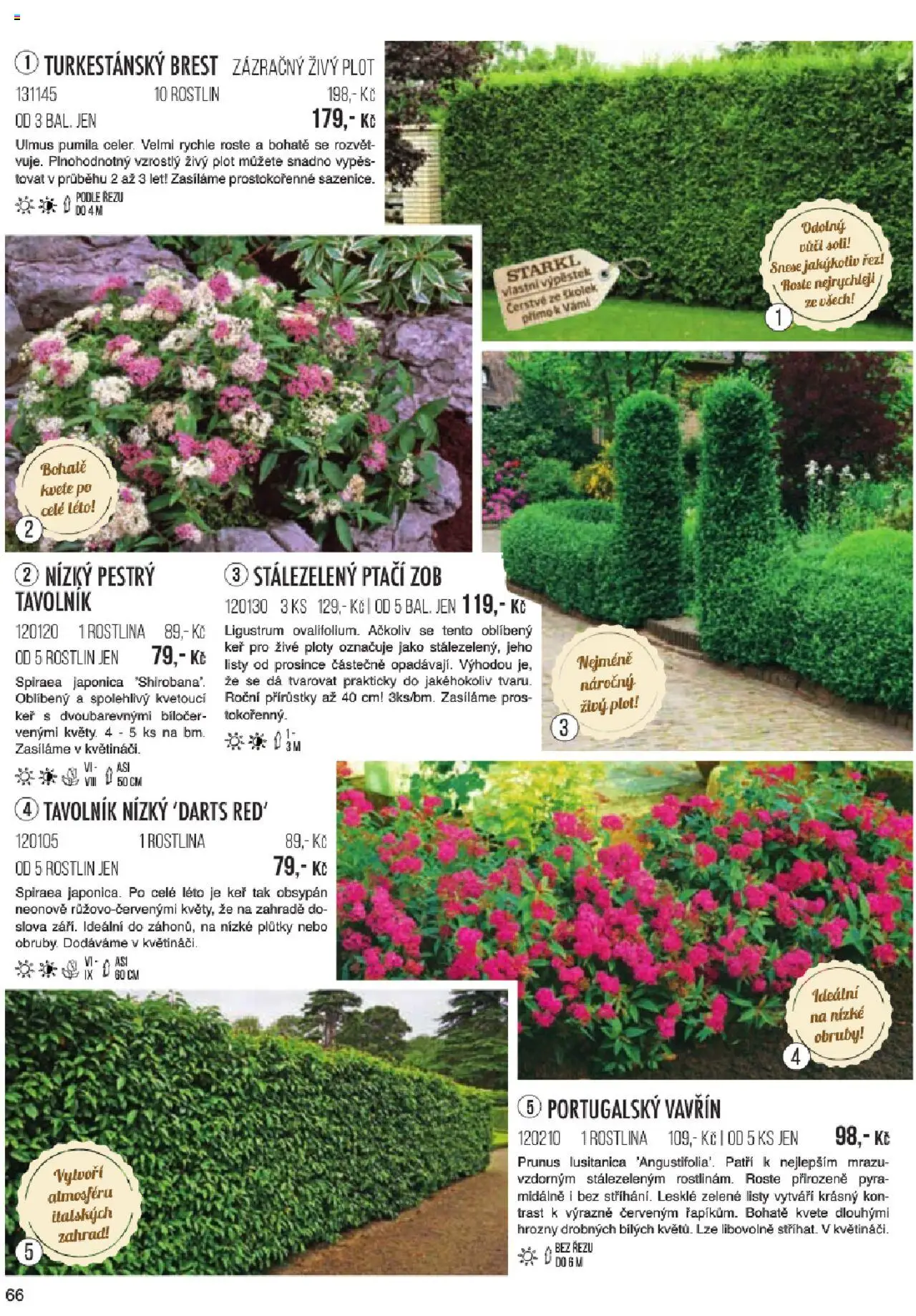 Starkl katalog jaro 2024 od 06.01.2025 | Strana: 66 | Produkty: Hrozny