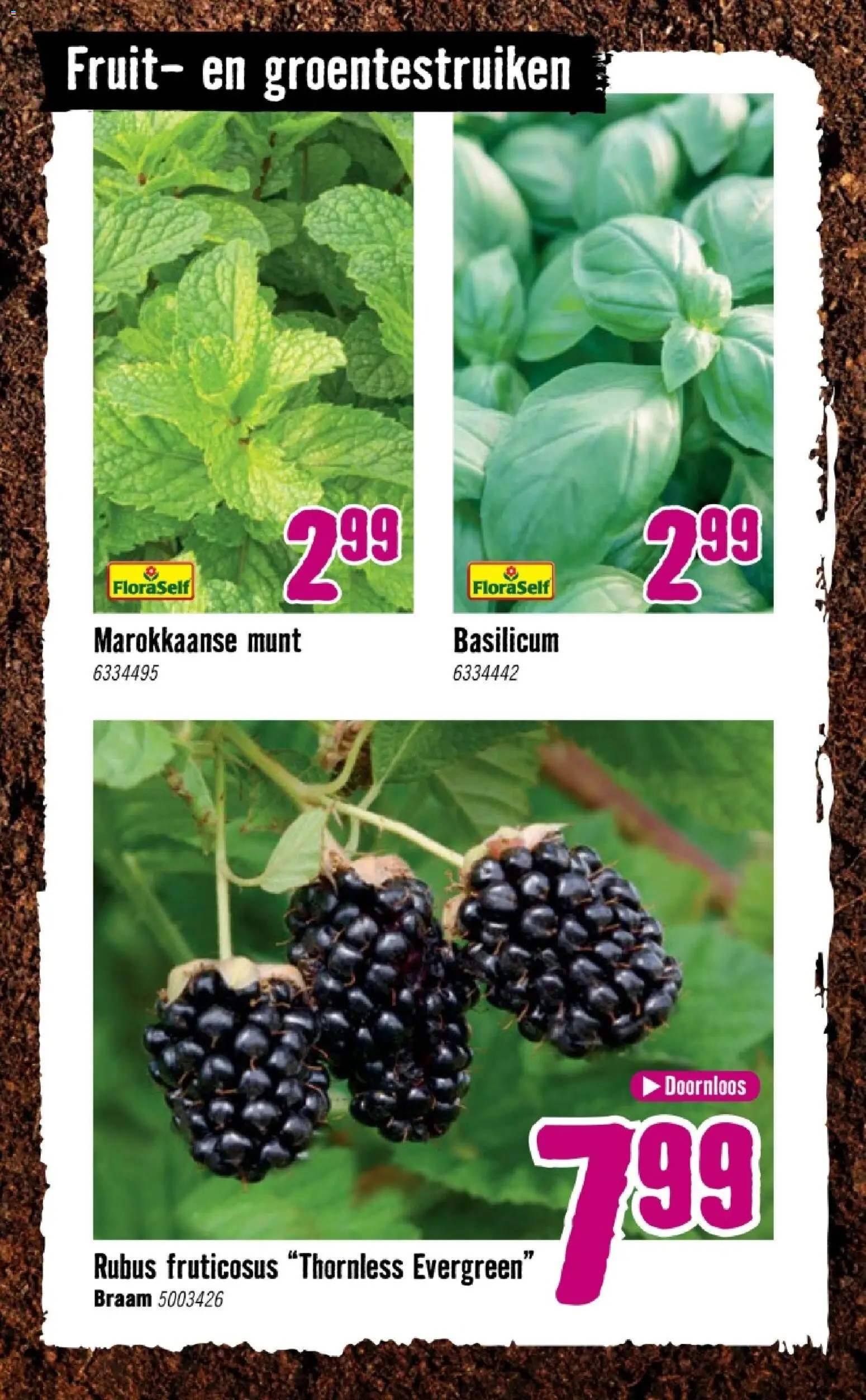 {H1} | Pagina: 26 | Producten: Munt, Fruit