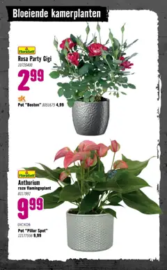 Hornbach - Folder - Voorbeeld van een folder van Hornbach, geldig van 05.01.2026 | Pagina: 72 | Producten: Pot, Kamerplanten