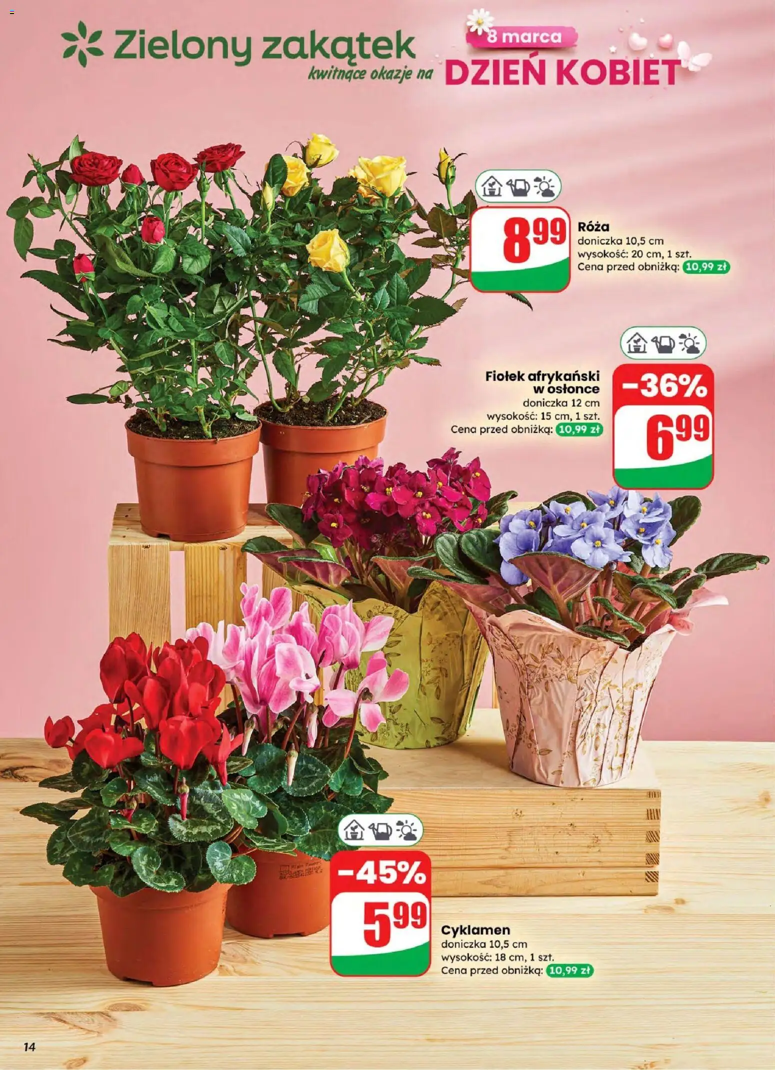 Dino gazetka od 04.03.2026 | Strona: 14 | Produkty: Doniczka