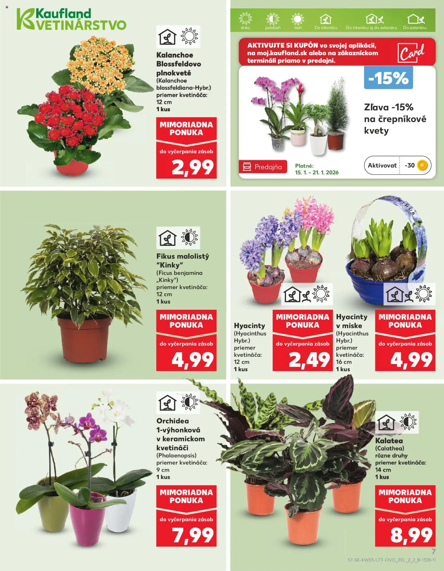 Nové Kaufland akcie – leták je platný od 15.01.2026 | Strana: 7 | Produkty: Kvety, Orchidea