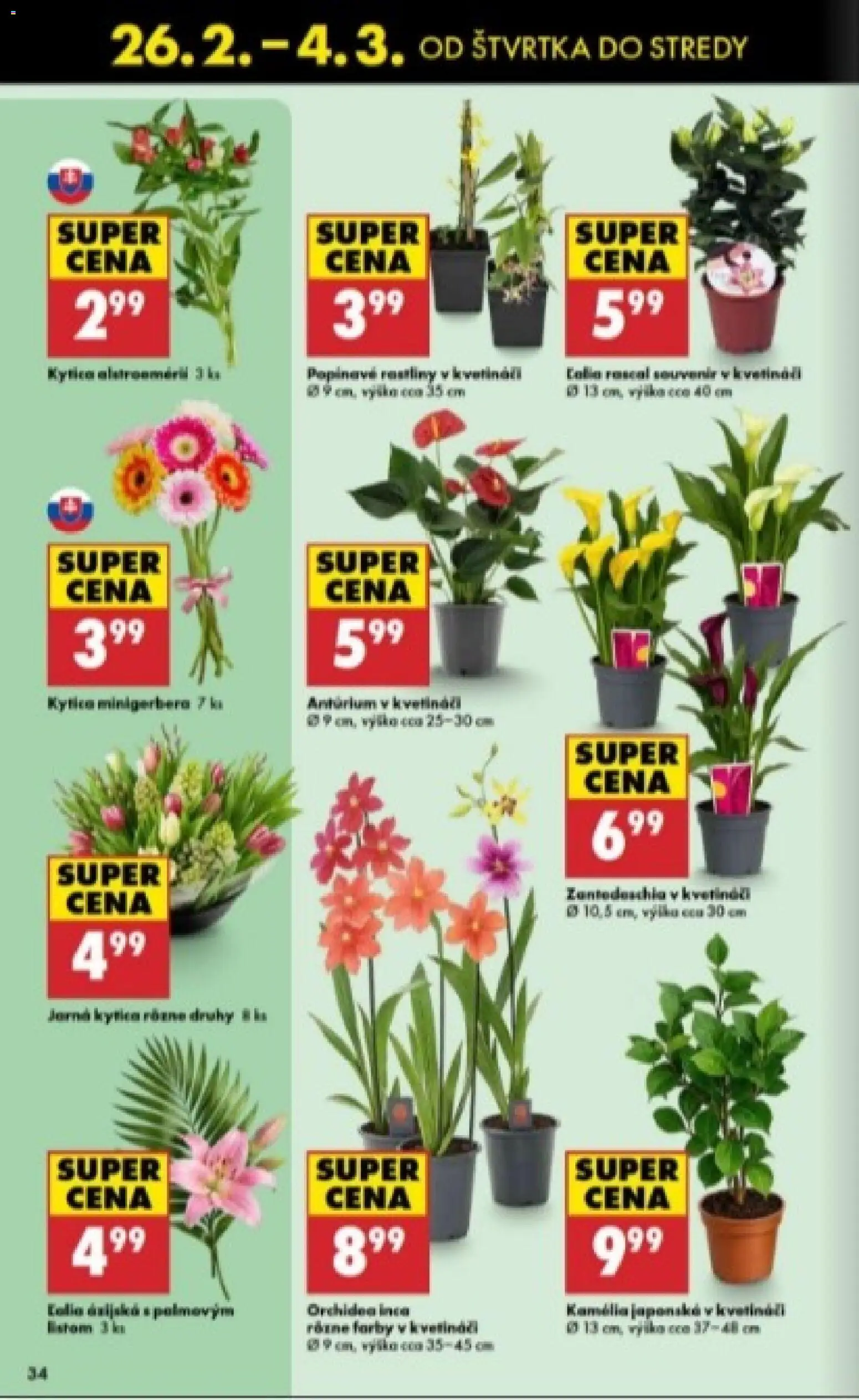 Nové Biedronka akcie – leták je platný od 26.02.2026 | Strana: 34 | Produkty: Orchidea