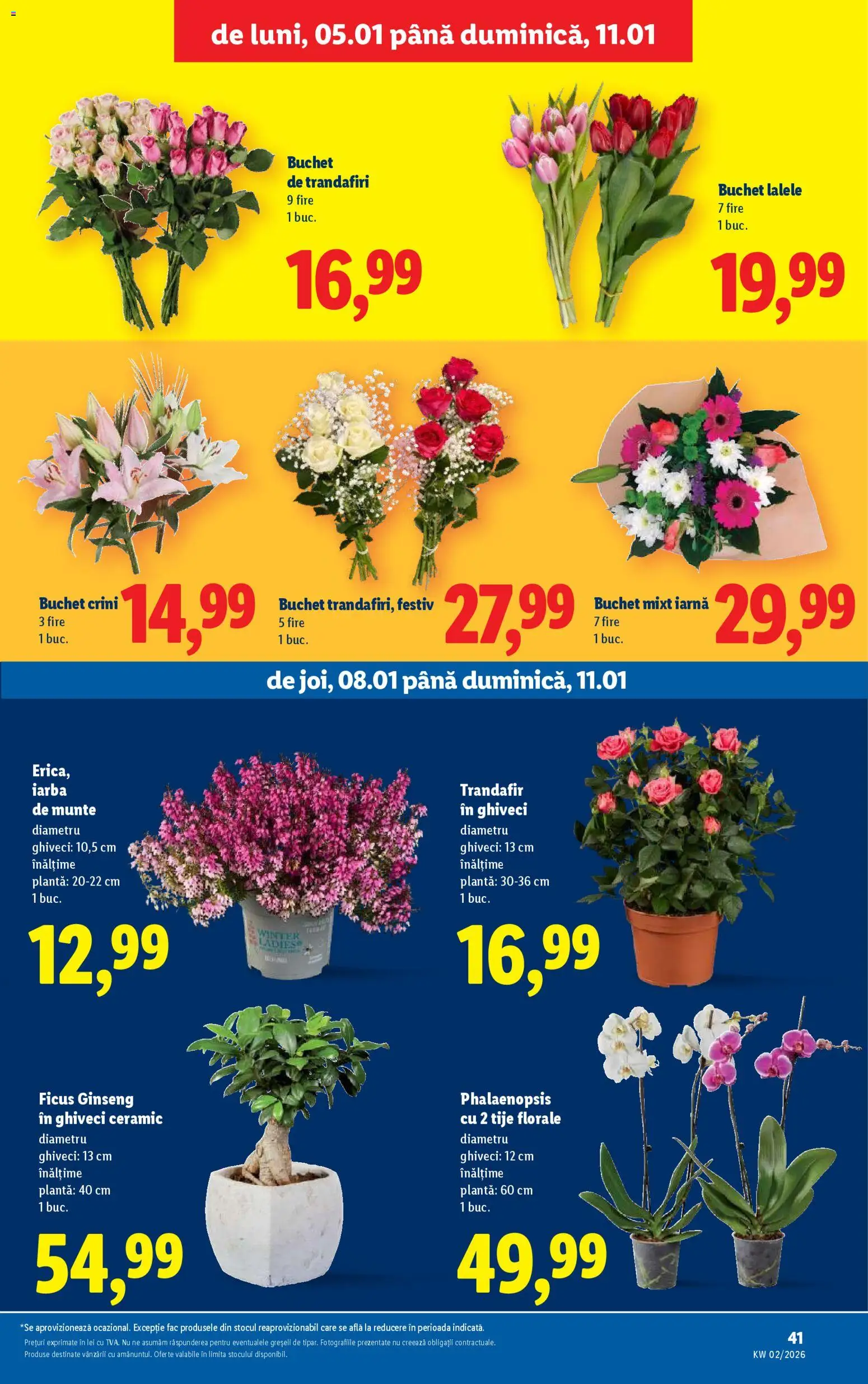 Noul catalog Lidl – valabil de la 05.01.2026 | Pagină: 41 | Produse: Trandafir, Ghiveci