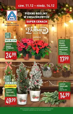 Pogląd oferty "Aldi Gazetka - Piękne rośliny na gwiazdkę" - ważna od 11.12.2025