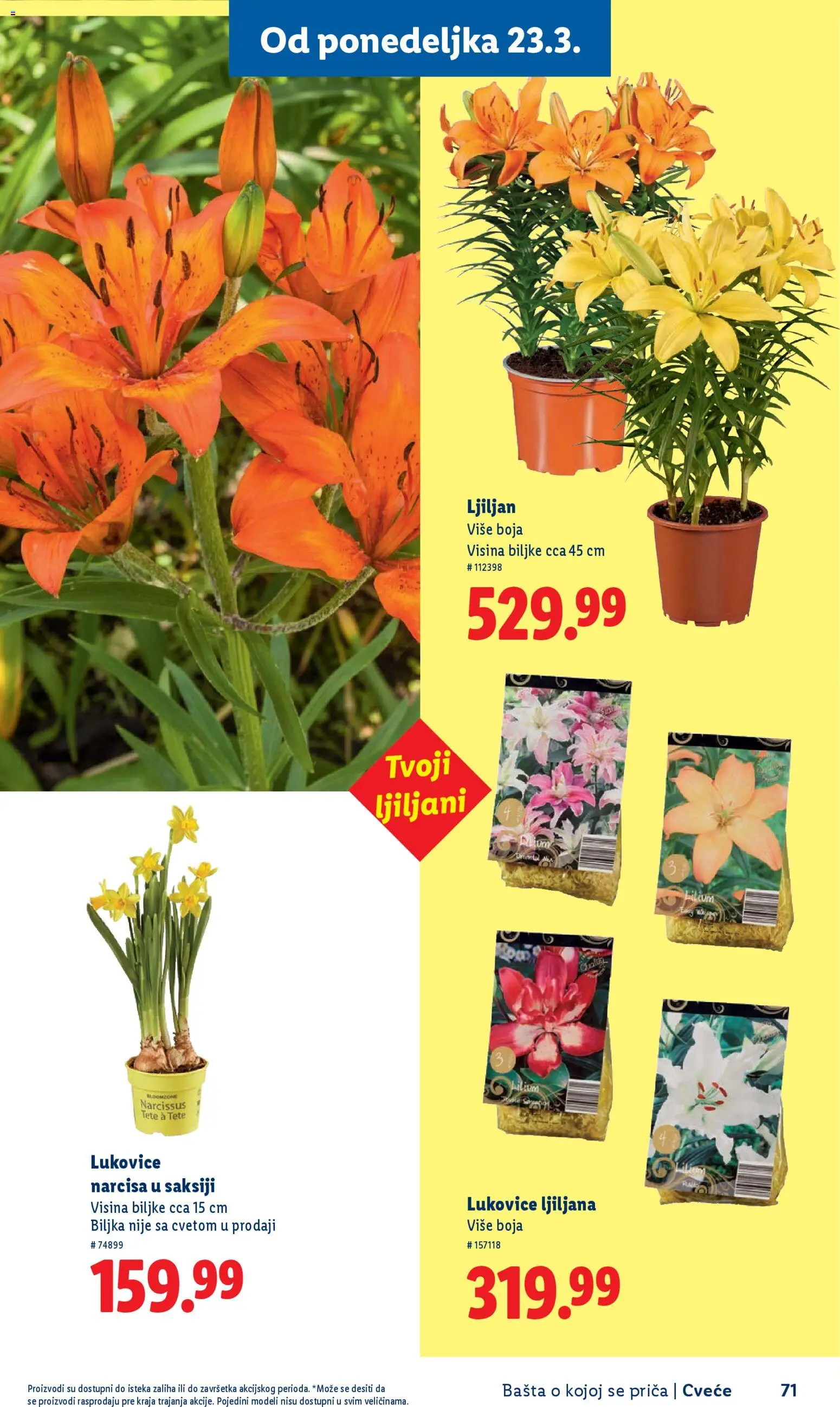 Lidl katalog - važi od 26.02.2026 | Strana: 71 | Proizvode: Cvece