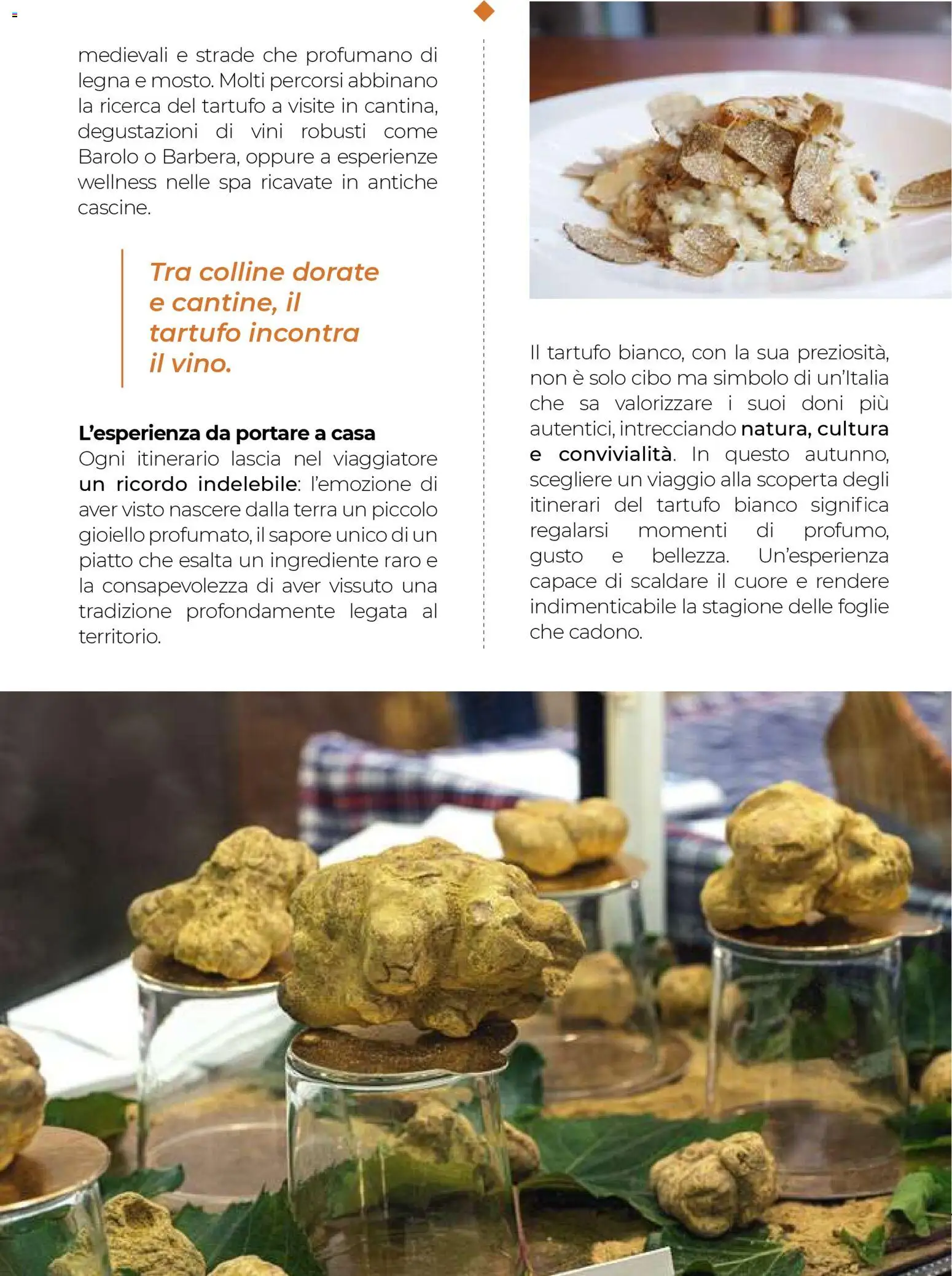 Volantino Gulliver del 31.10.2025 | Pagina: 65 | Prodotti: Tartufo, Piatto, Terra