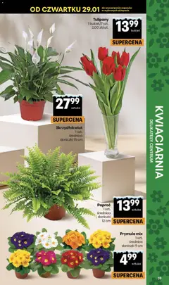 Pogląd oferty "Delikatesy Centrum Gazetka" - ważna od 29.01.2026 | Strona: 39 | Produkty: Paproć, Delikatesy, Doniczki, Tulipany