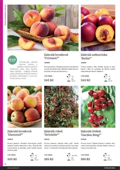 Náhled letáku Starkl katalog od 25.02.2026 | Strana: 18 | Produkty: Ovoce, Jahody, Barvy, Pes