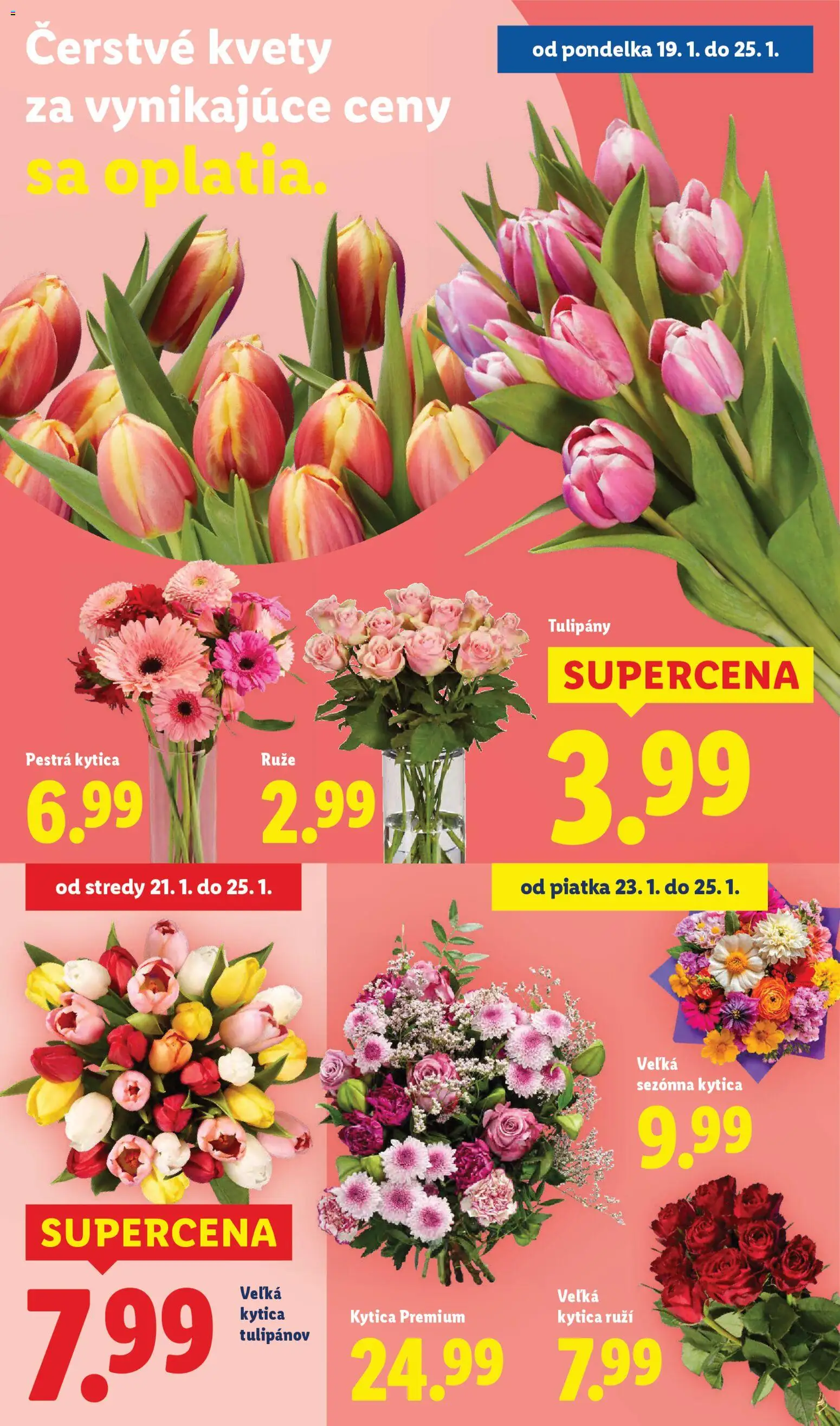 Nové Lidl akcie – leták je platný od 22.01.2026 | Strana: 79 | Produkty: Kvety, Tulipány, Ruže
