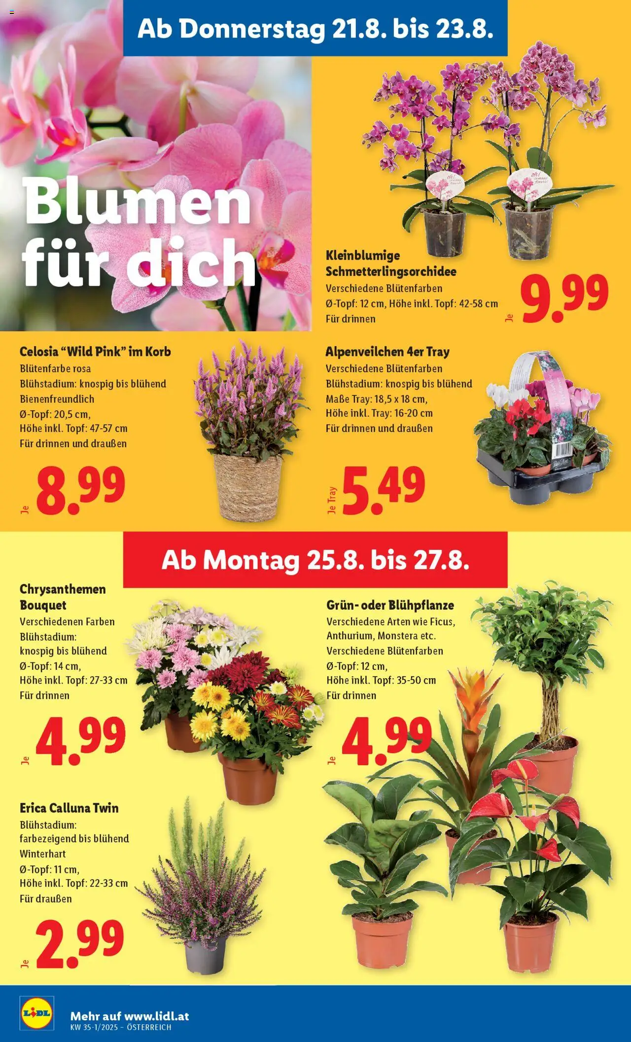Lidl Flugblatt - Altenmarkt im Pongau, St. Johann im Pongau, Zell am See gültig ab 21.08.2025 | Seite: 28 | Produkte: Korb