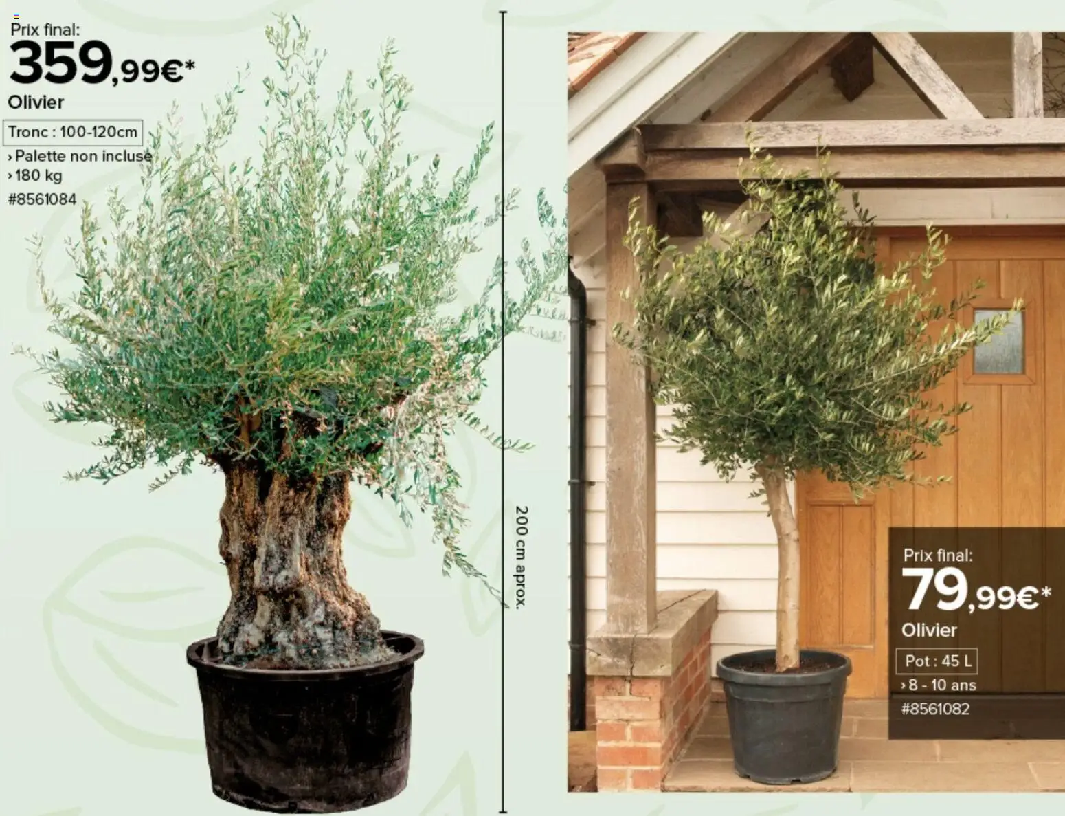 {H1} | Page: 6 | Produits: Olivier