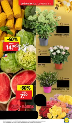 Lidl leták od 31.07.2025 | Strana: 9 | Produkty: Meloun, Salát, Ledový salát, Meloun vodní