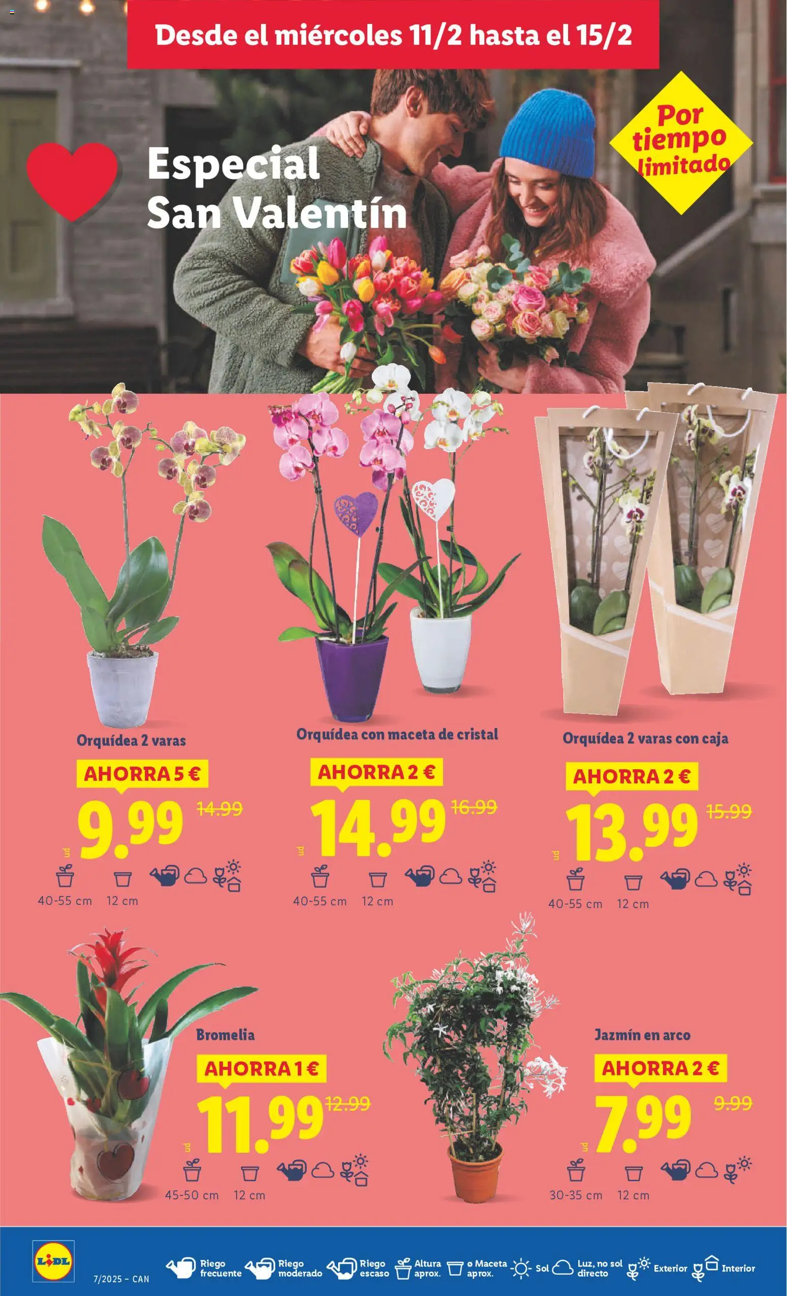 Lidl - Canarias │ válido desde el 09.02.2026 | Página: 46 | Productos: Caja, Maceta