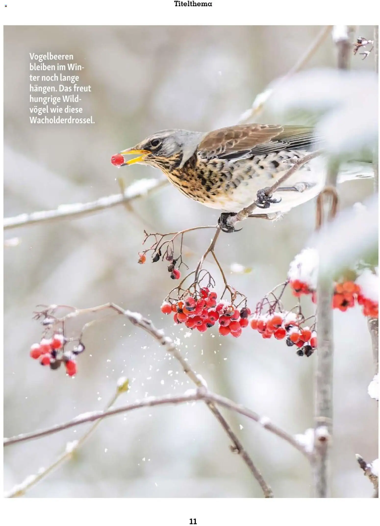 Fressnapf Friends 06/25 gültig ab 01.11.2025 | Seite: 11