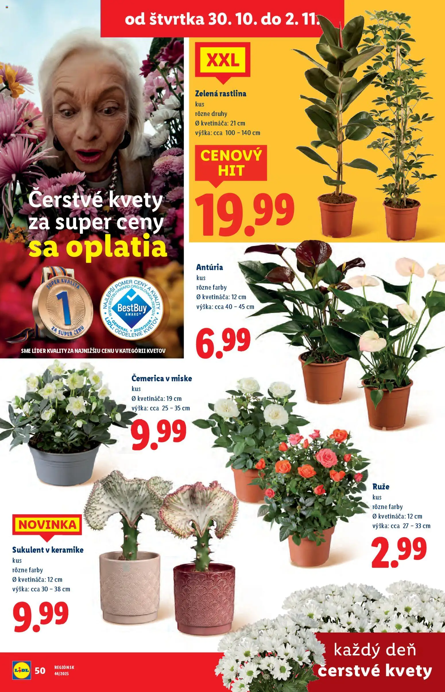 Nové Lidl akcie – leták je platný od 27.10.2025 | Strana: 77 | Produkty: Kvety, Ruže