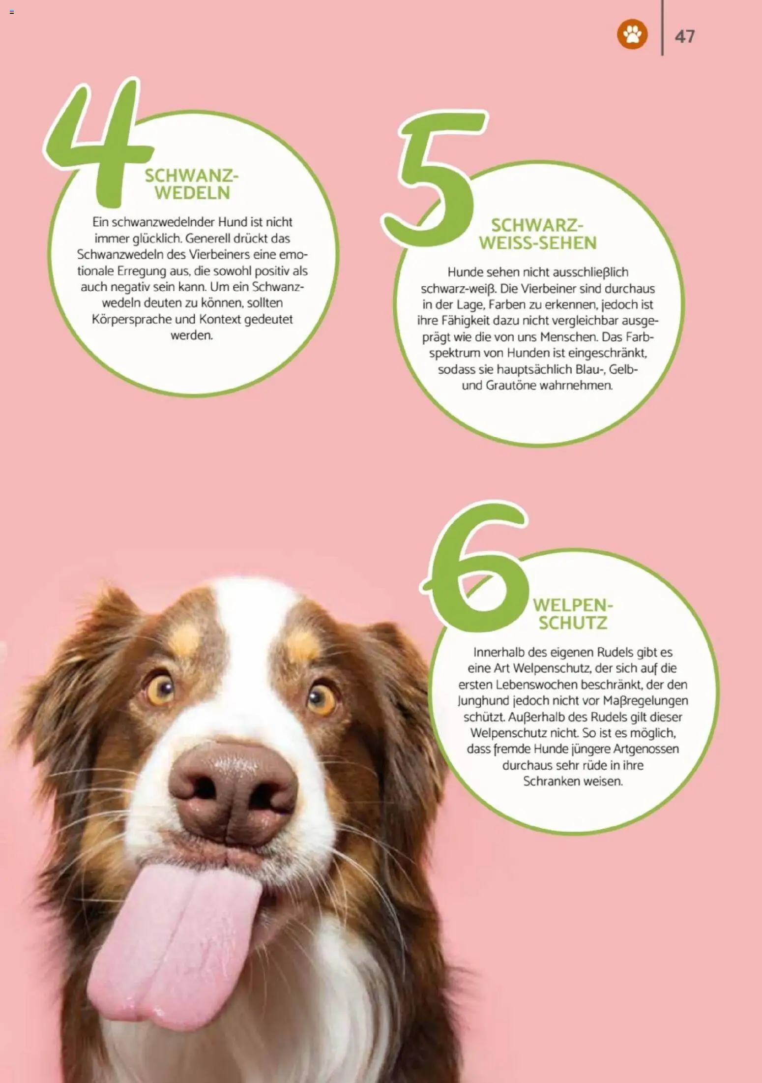 zookauf - Heimtier Journal – gültig ab 01.12.2025 | Seite: 47