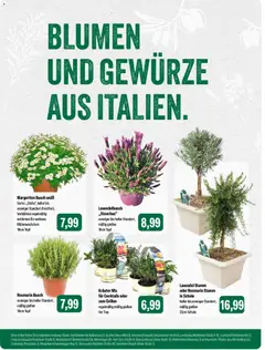 Feneberg Angebote ab 09.04.2026 gültig | Seite: 9 | Produkte: Bad, Blumen, Gewürze, Lavendel
