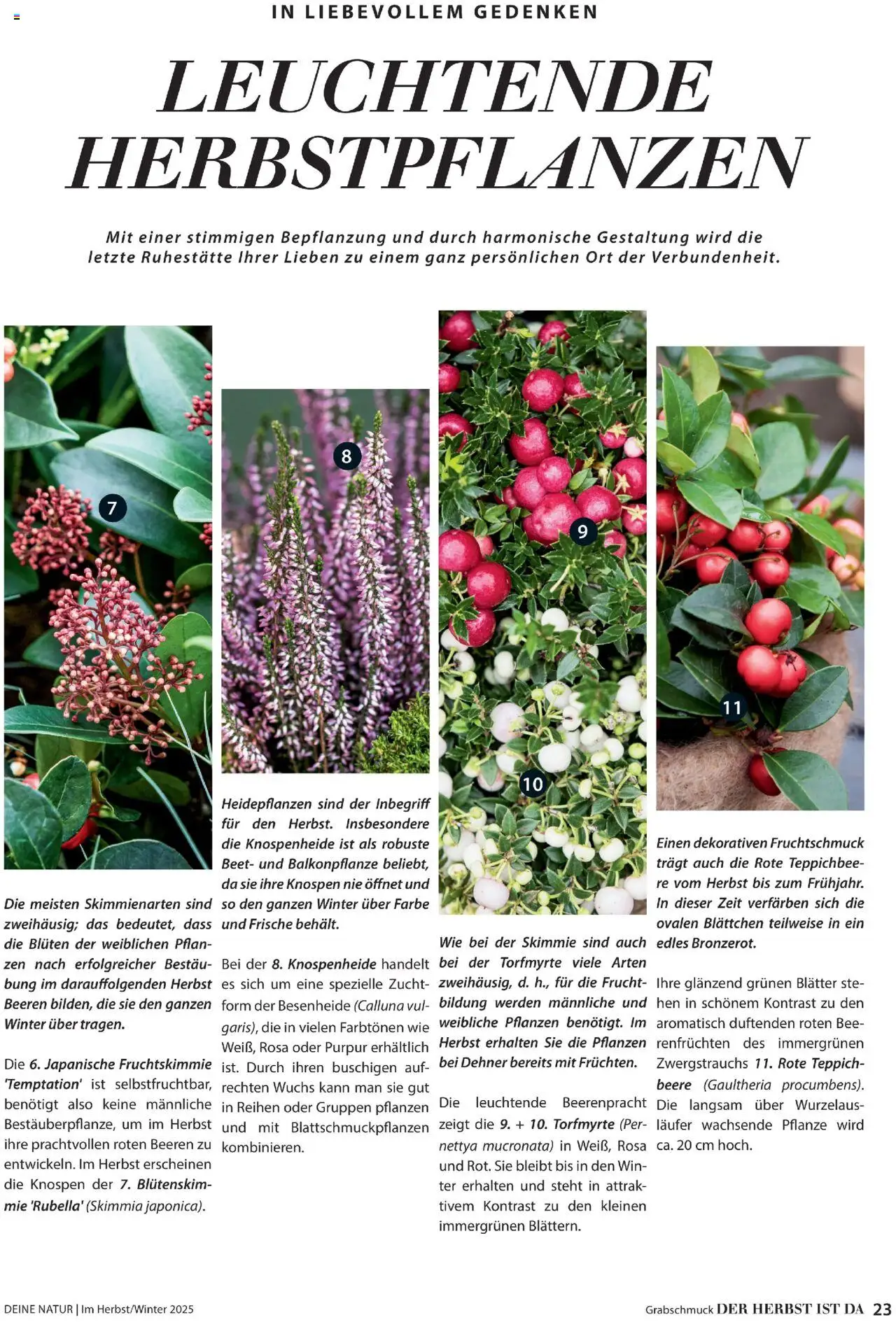 Dehner Prospekt Deine Natur – gültig ab 09.10.2025 | Seite: 23 | Produkte: Teppich