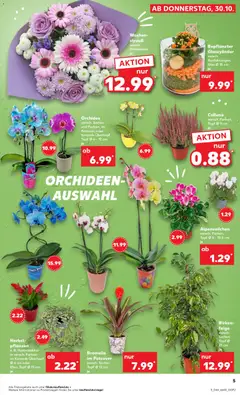 Orchidee, versch. Sorten und Farben, im Potcover oder Keramik-Übertopf, Topf Ø 6 - 12 cm je ab 30.10.2025 gültig | Seite: 5