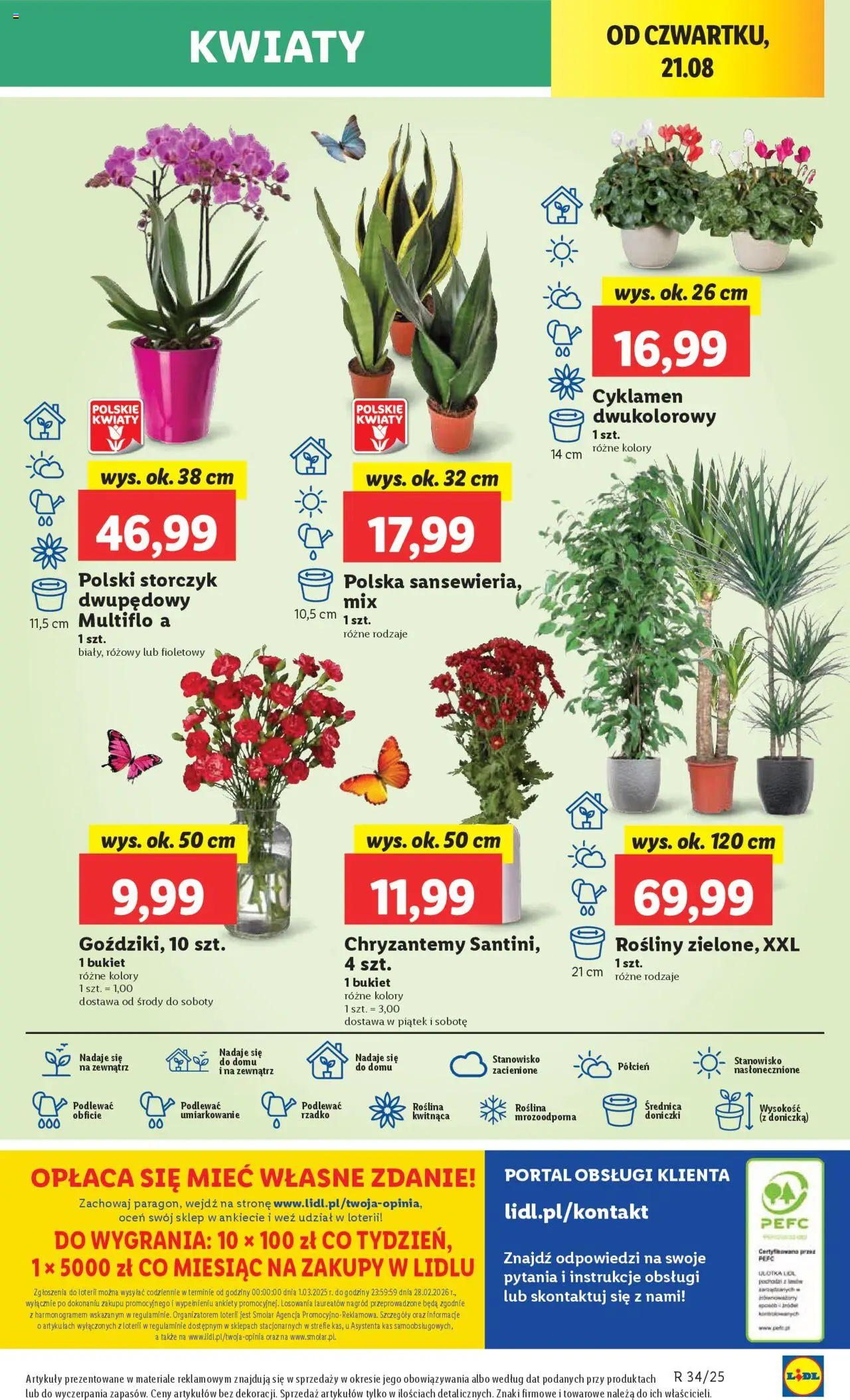 Lidl Gazetka od 21.08.2025 | Strona: 49 | Produkty: Chryzantemy, Doniczka, Rosliny, Storczyk