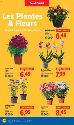  | Page: 28 | Produits: Rosier, Laurier Rose, Plantes, Orchidée