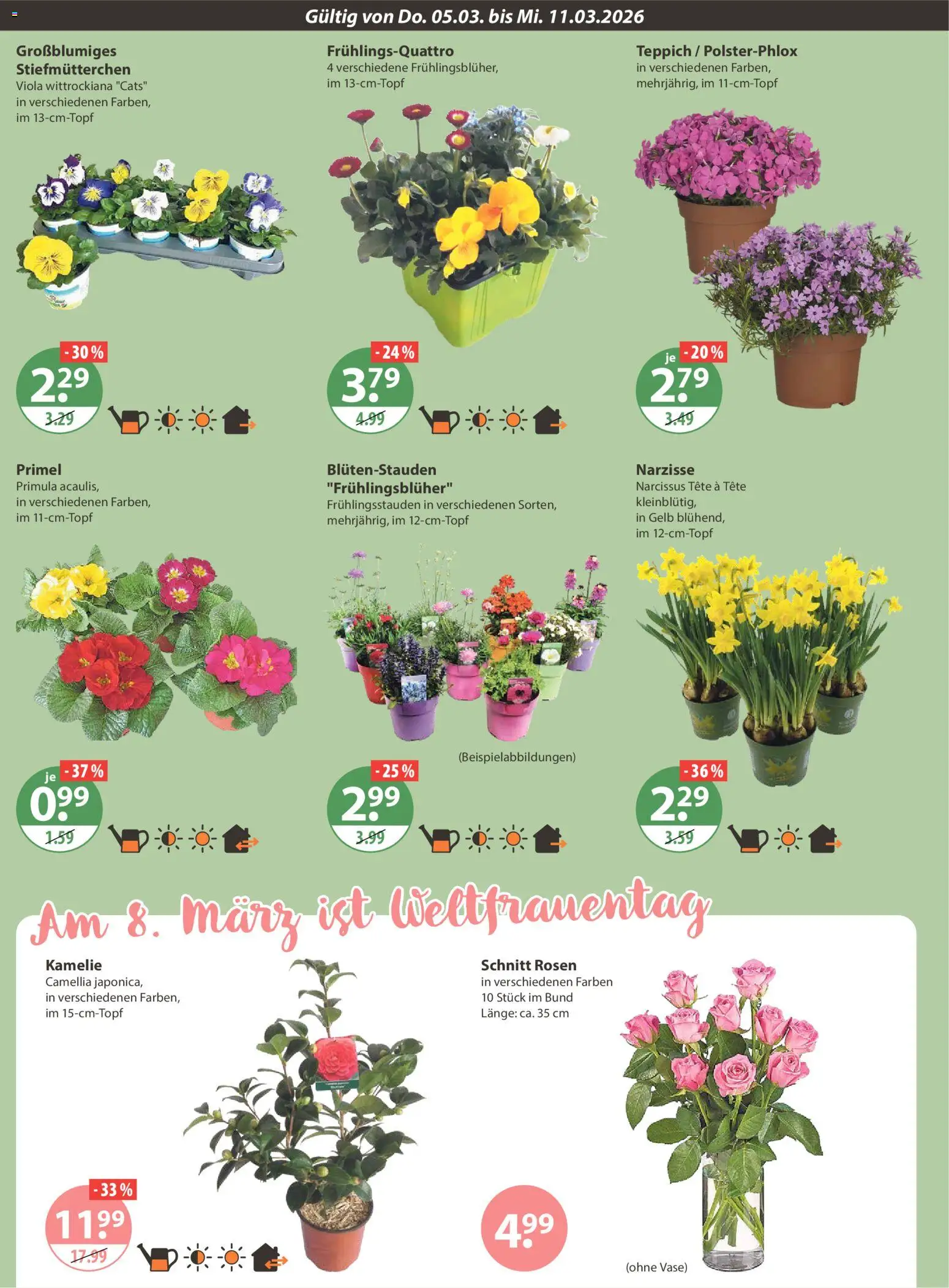 V-Markt - München – gültig ab 05.03.2026 | Seite: 14 | Produkte: Stiefmutterchen, Teppich, Vase