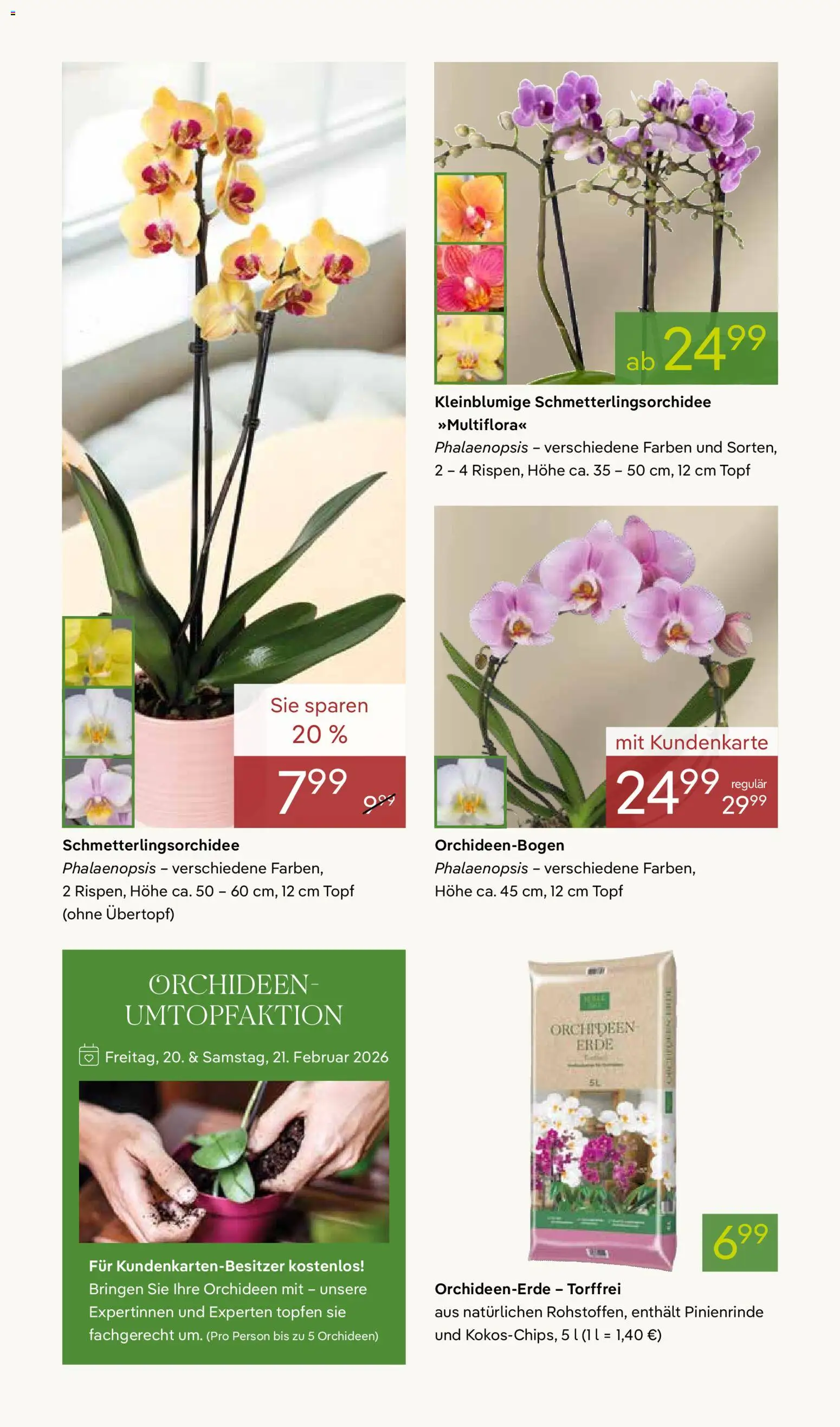 Pflanzen-Kölle Valentinstag – gültig ab 09.02.2026 | Seite: 4