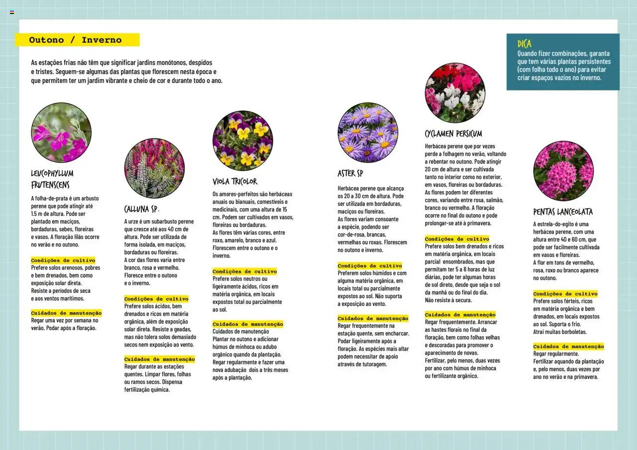 BricoMarché Plantas Floridas │ válido de 17.01.2024 | Página: 3 | Produtos: Flores