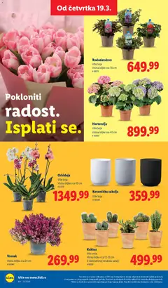 Keramička saksija, Više boja # 181208 - pregled Lidl kataloga - važi od 19.03.2026 | Strana: 52