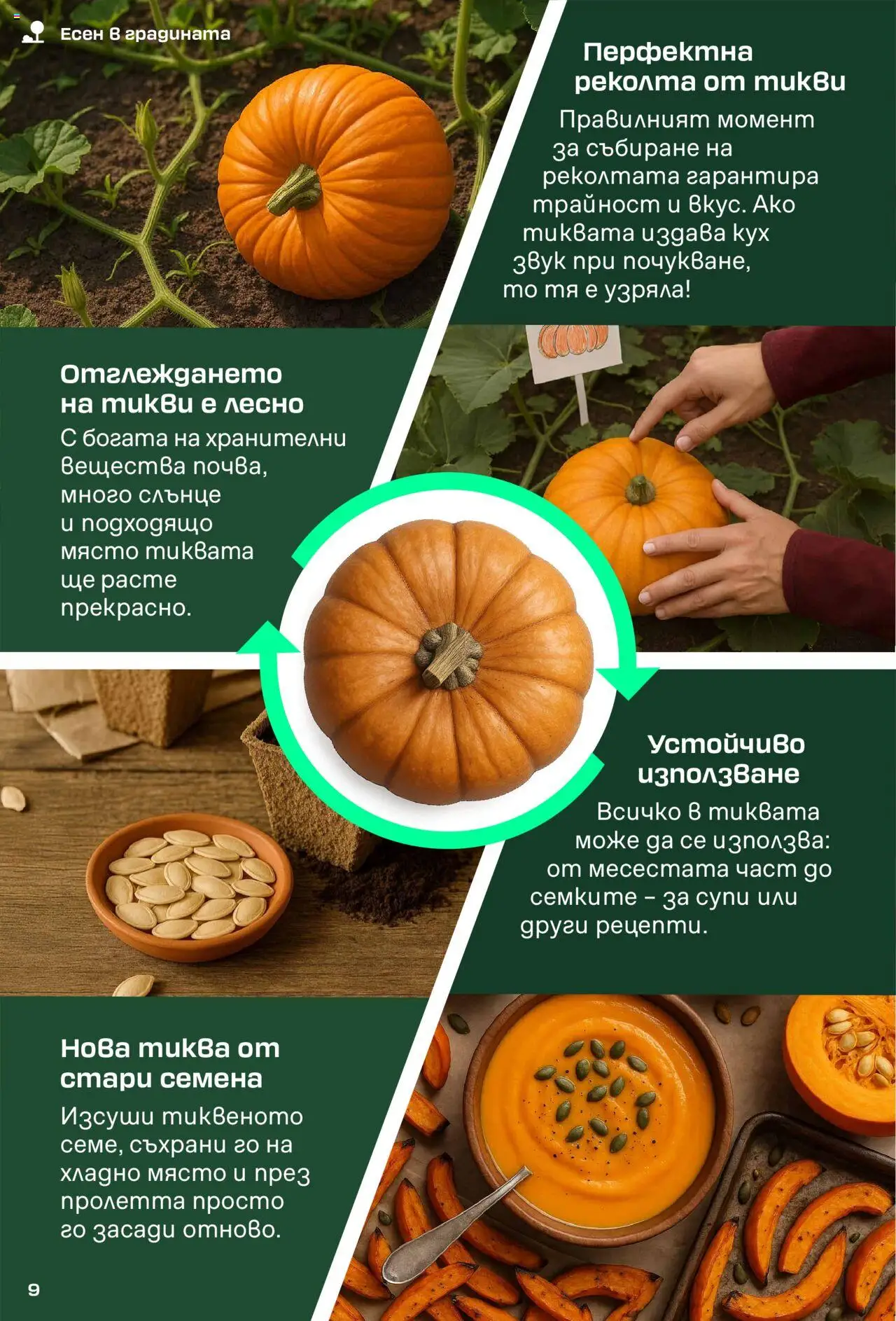  | Страница: 9 | Продукти: Тиква, Семена