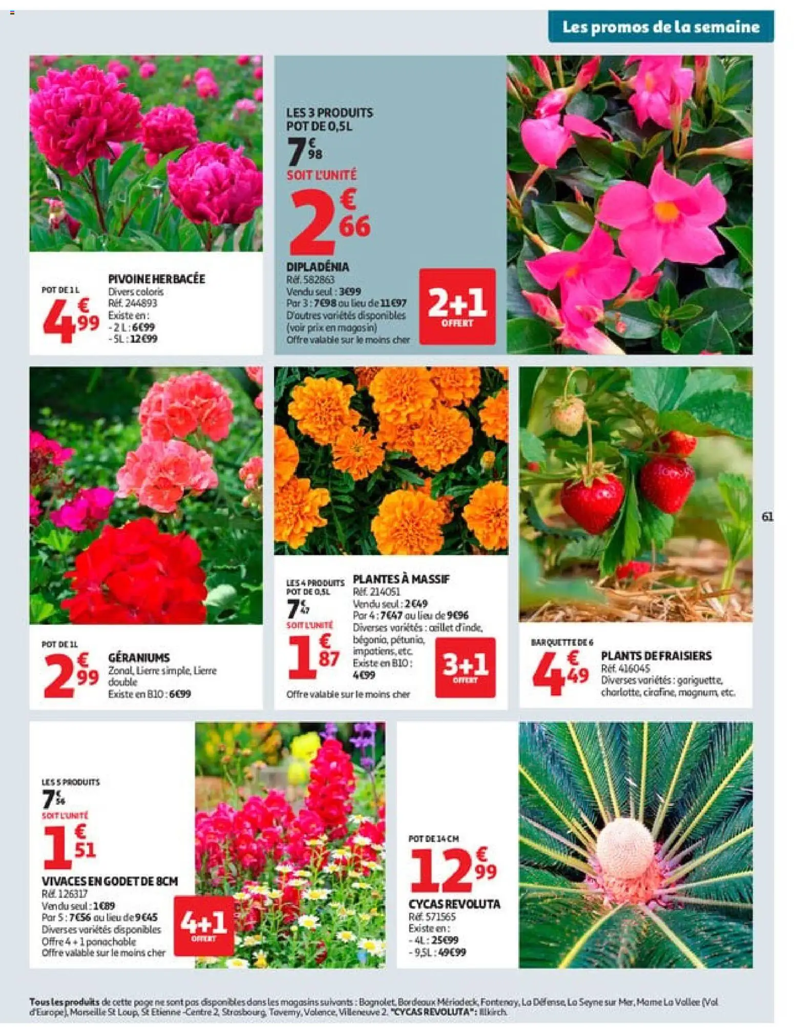 {H1} | Page: 63 | Produits: Plantes, Dipladénia